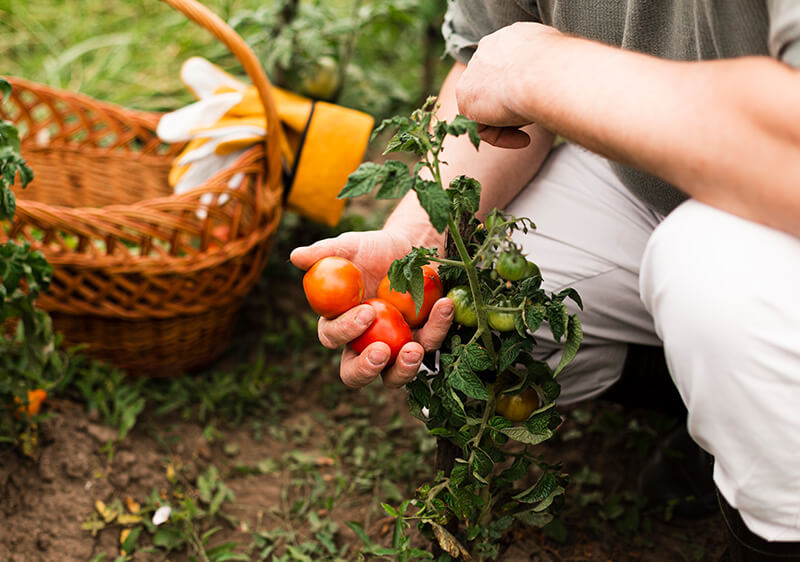 What Are the Benefits of Foliar Feeding Elements?