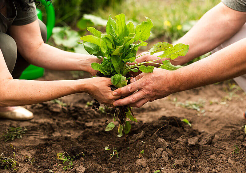 Benefits and Advantages of Plant Nutrition Elements